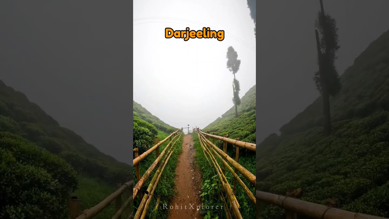 Darjeeling Tea Garden #mansoon #teagarden #darjeeling