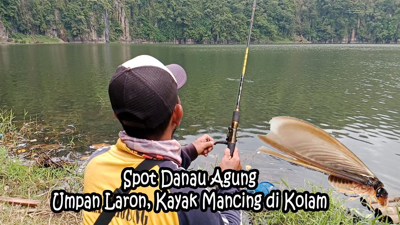 Panen Ikan Nila,, Mancig di Spot Danau Agung Umpan Laron