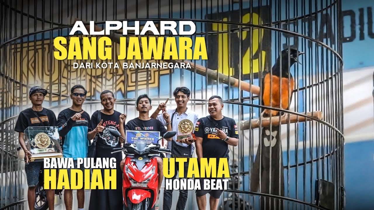 BAWA PULANG HADIAH UTAMA‼️Murai Batu Alphard Milik H.Ari Bejo Banjarnegara- Wijaya kusuma Exclusive 