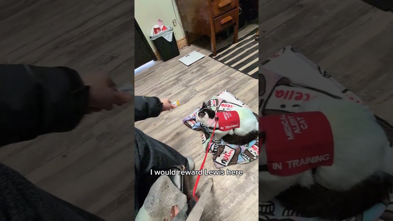 Service cat in training VS doctor appointment