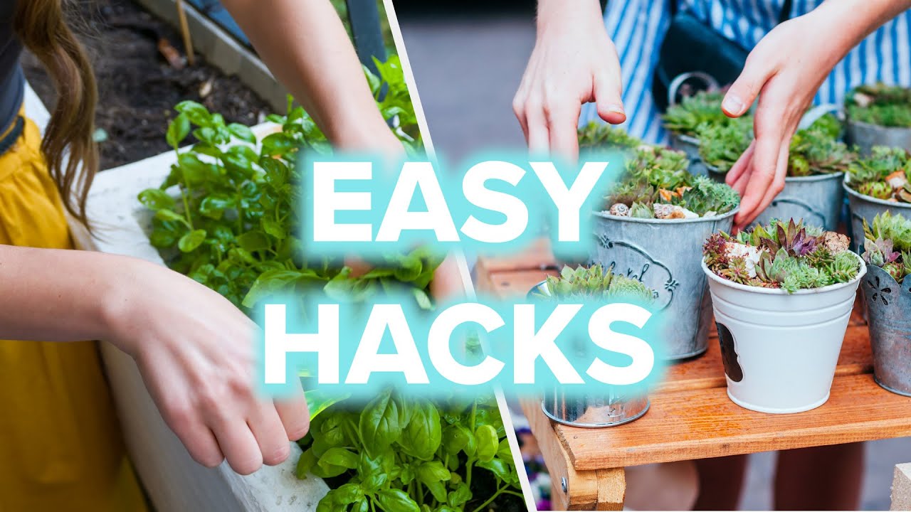 The Ultimate Guide To Growing Plants At Home