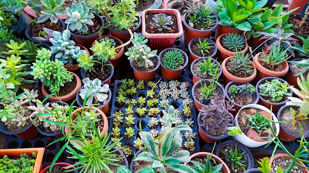 How to plant Succulents after purchasing online || Best potting mix and tips for healthy growth