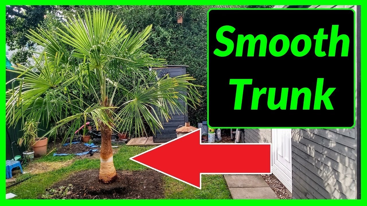 Как обрезать волокна со ствола пальмы Trachycarpus Fortunei