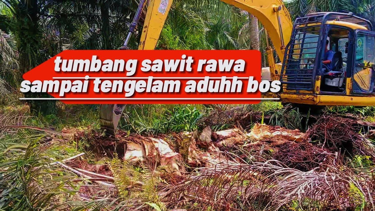 PROSES REPLANTING SAWIT PENDEK DI RAWA 🌴
