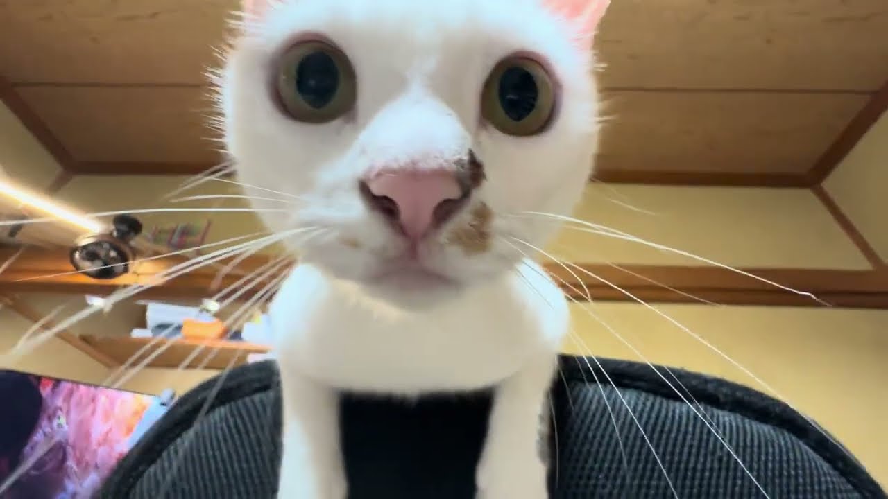保護した子猫の為に引越して、毎日庭でお散歩