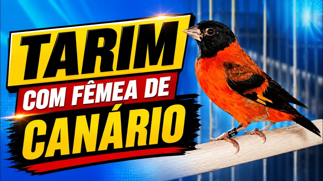 O TARIM X FÊMEA DE CANÁRIO
