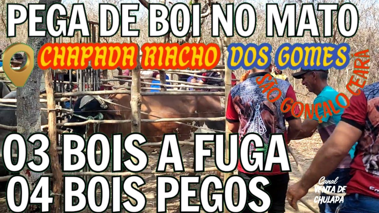 03 Bois Embora no Desafio e 04 Bois Pegos na solta do gado proprietário Theo De Riacho dos Gomes cê.