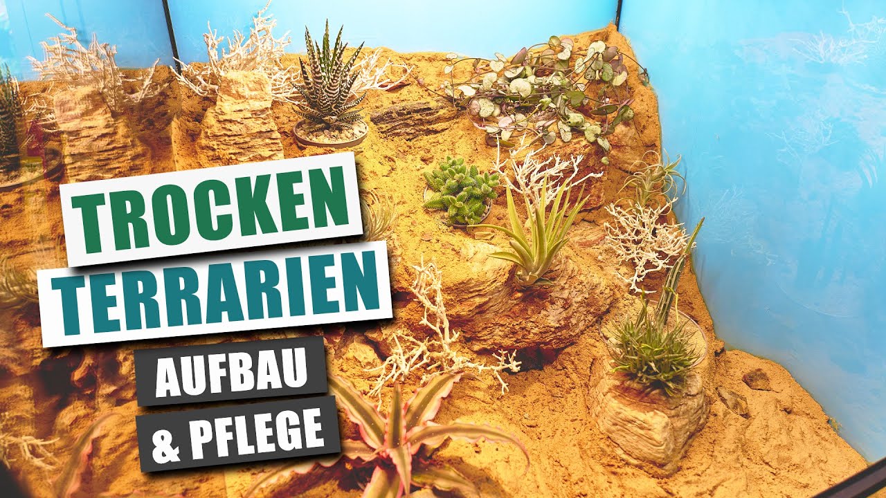 Trocken-Terrarien mit Bepflanzung - Ganz anders, aber gar nicht so schwer