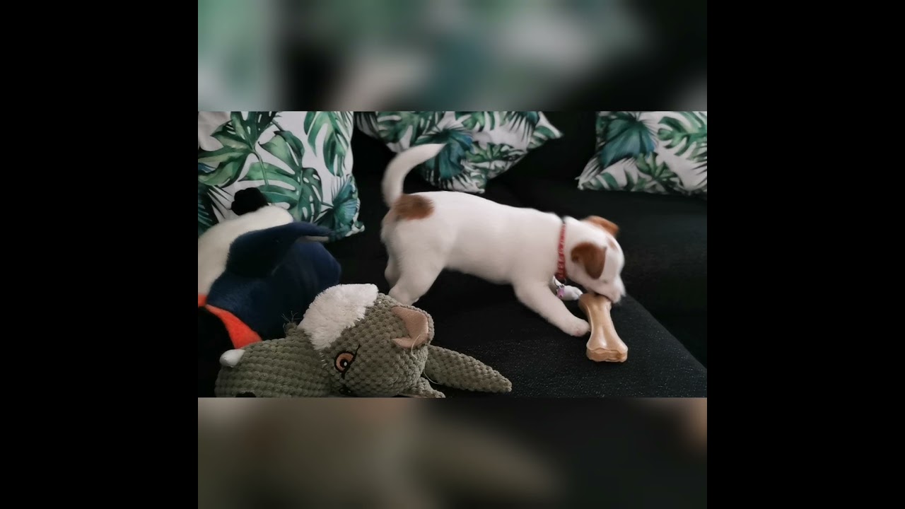 My 8 weeks puppy Jack Russell Terrier 1st day at home 🏡