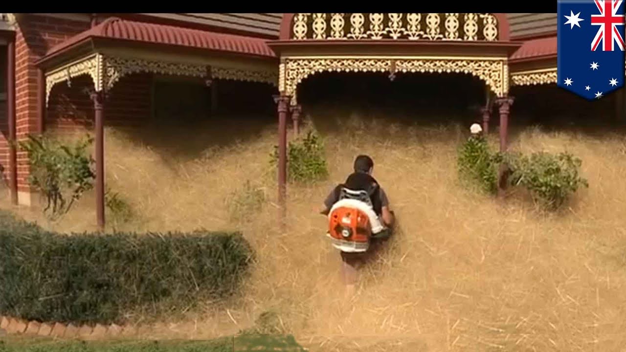 Tumbleweed terror: Australian town overwhelmed by masses of weed known as 'hairy panic' - TomoNews