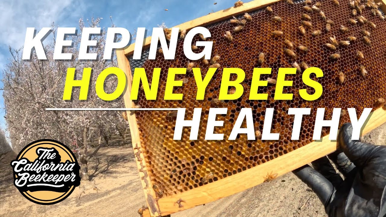 What we do to keep our bees growing.