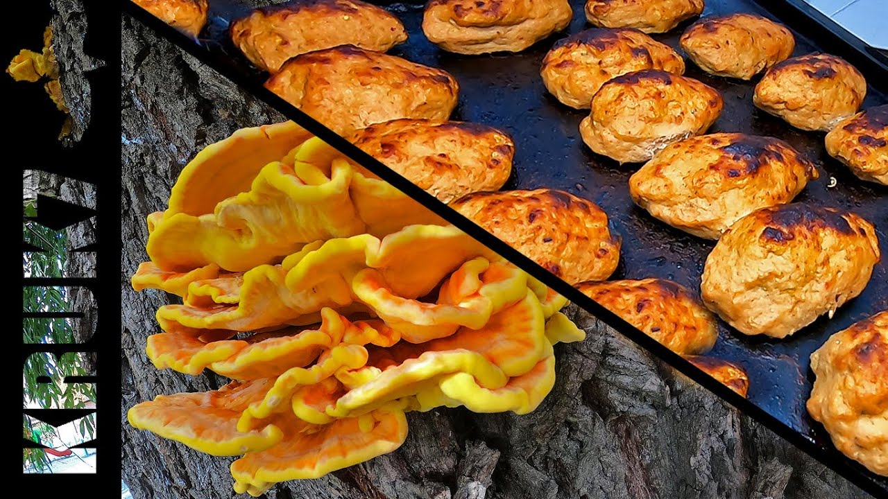 ШОК! нашёл!Гриб трутовик серно-желтый собираем и готовим котлеты простейший рецепт грибы в сентябре