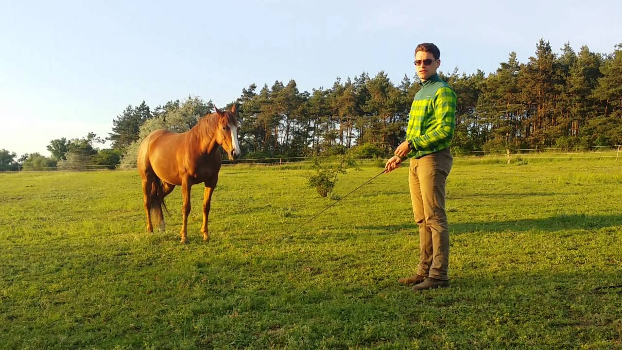 Ló gond, nem gond - Helyben maradás tanítása,  Mangó
