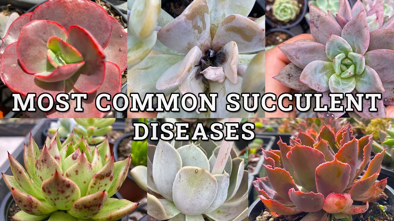 The most common succulent plant diseases