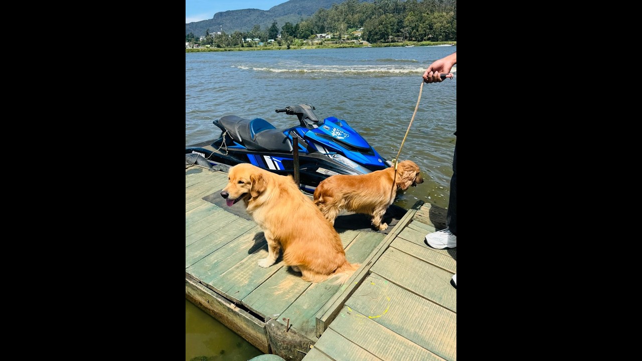 රයිඩ් එක තව විදියකට🚤🚤 | | #petcare #petlove