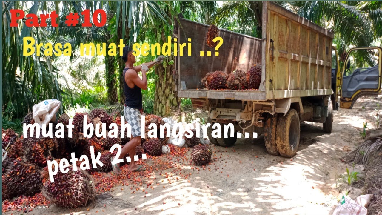 Muat buah langsiran !!