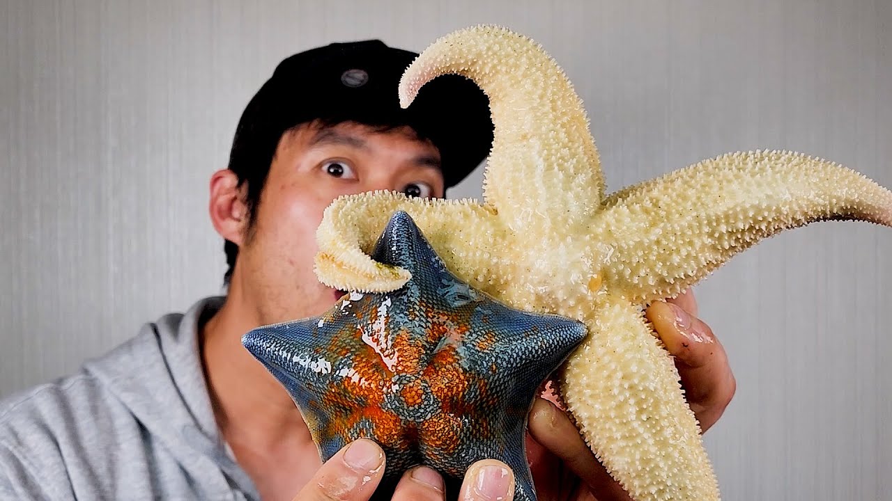 불가사리를 껍질까지 먹어보면 무슨 맛 일까? (feat. 헌터퐝)