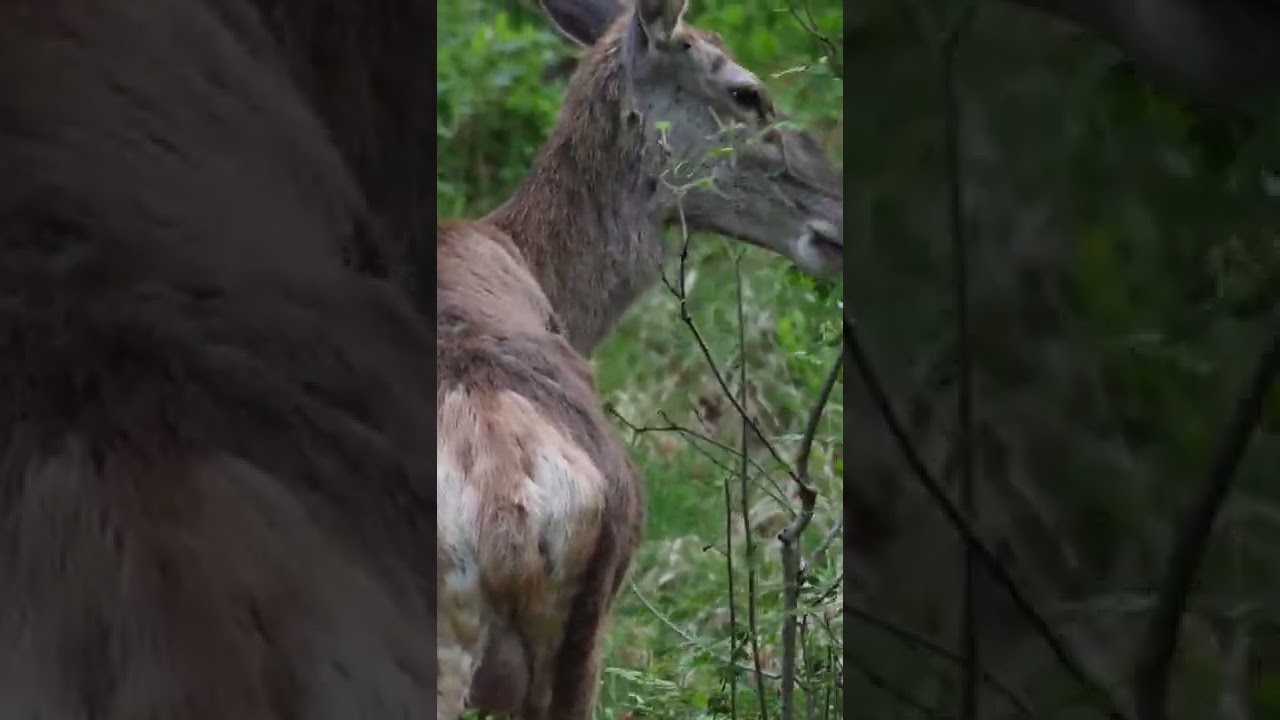 Darum jagen wir so gerne in Gartow! &mdash; Auf Rotwild zur Bockjagd im Wendland