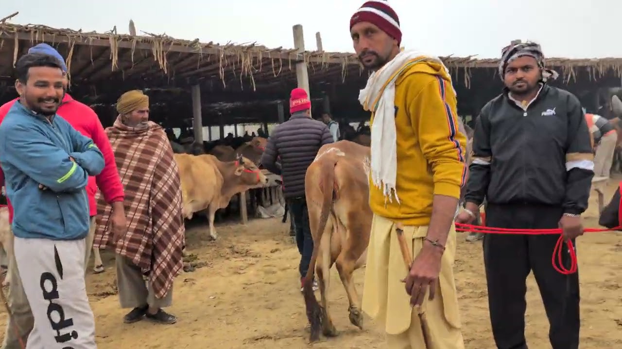 राजस्थान की सबसे सस्ती मंडी हनुमानगढ़ पशुमंडी इस मंडी में आपको कम से कम रेट की गाय मिलेगी 8955891920