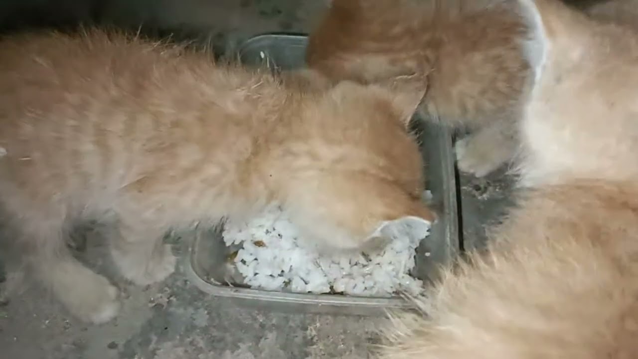 3 cute kittens without their mother
