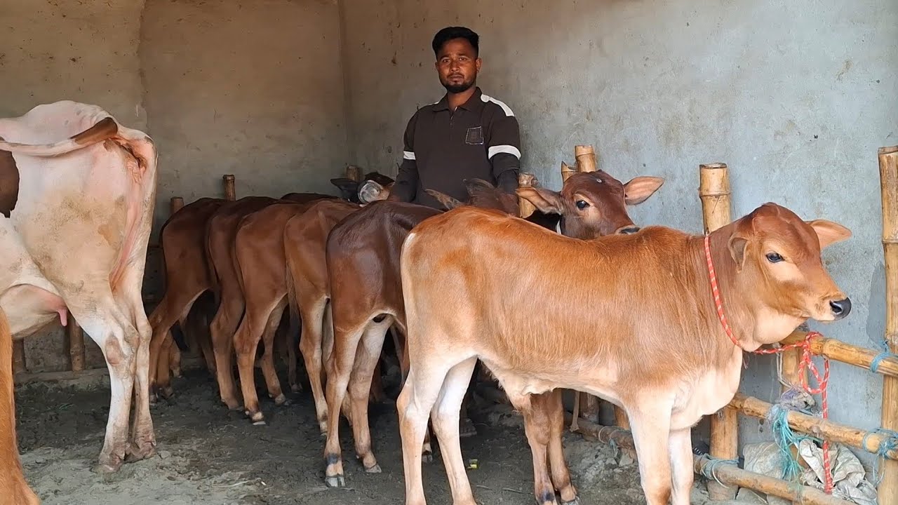 ২৭ ফেব্রুয়ারি 2026| ব্রাহ্মণবাড়িয়ার খামারী কেমন দামে কিনলেন শাহীওয়াল ষাঁড় বাছুর গরু আমবাড়ী হাট 