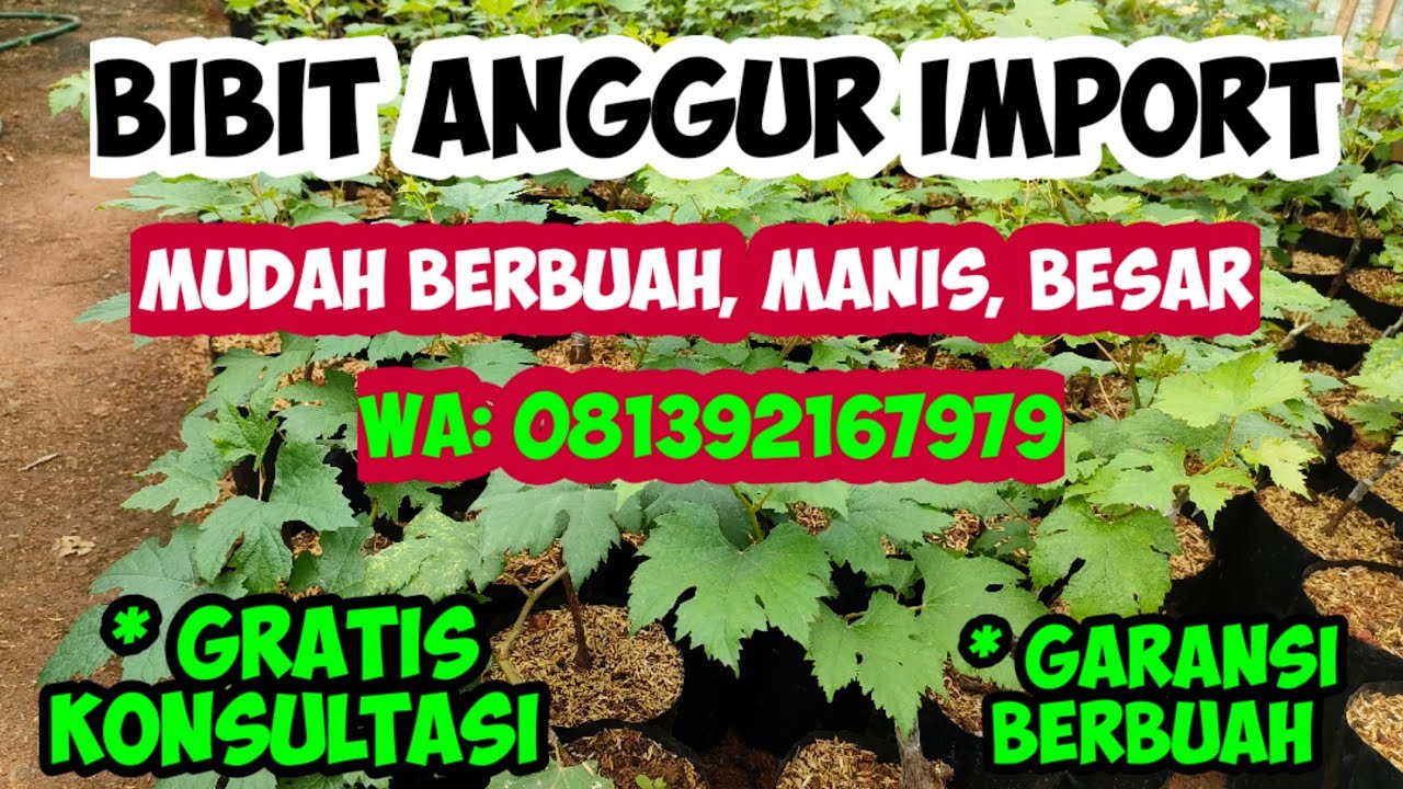 BIBIT ANGGUR IMPORT BERKUALITAS UNGGUL || GARANSI BERBUAH