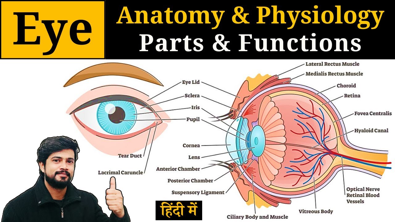 Eye Anatomy and Physiology in Hindi | Parts | Layers  | Pharmacy | Nursing | ANM | GNM | DMLT | BMLT