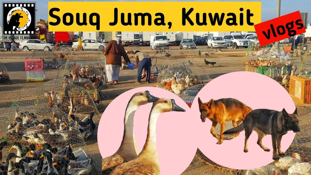 Souq Juma | Kuwait Friday Animal Market | #kuwait #teluguvlogs