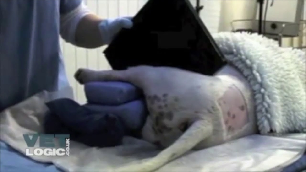 How to take a caudo cranial left tibia X Ray (update)