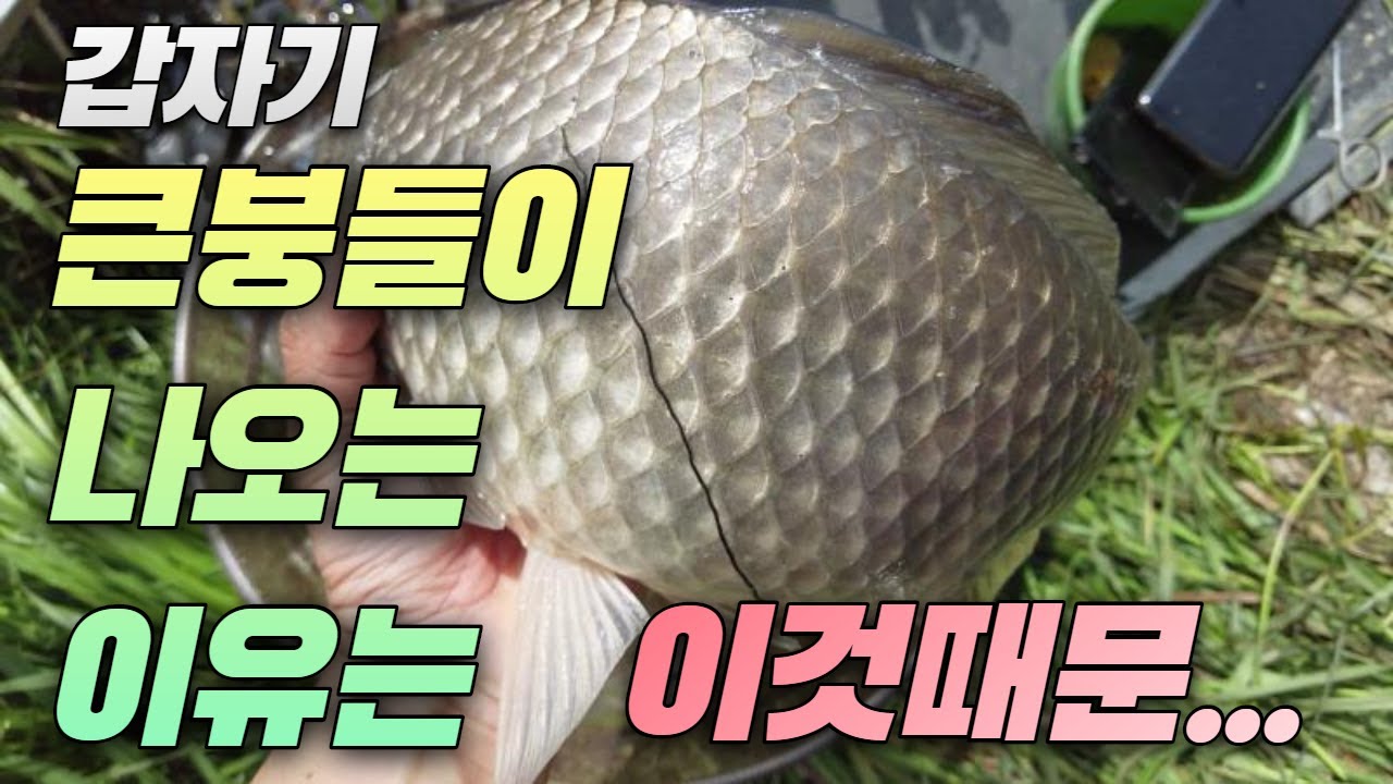 갑자기 큰붕어가 나오는 이유는 이것 때문...