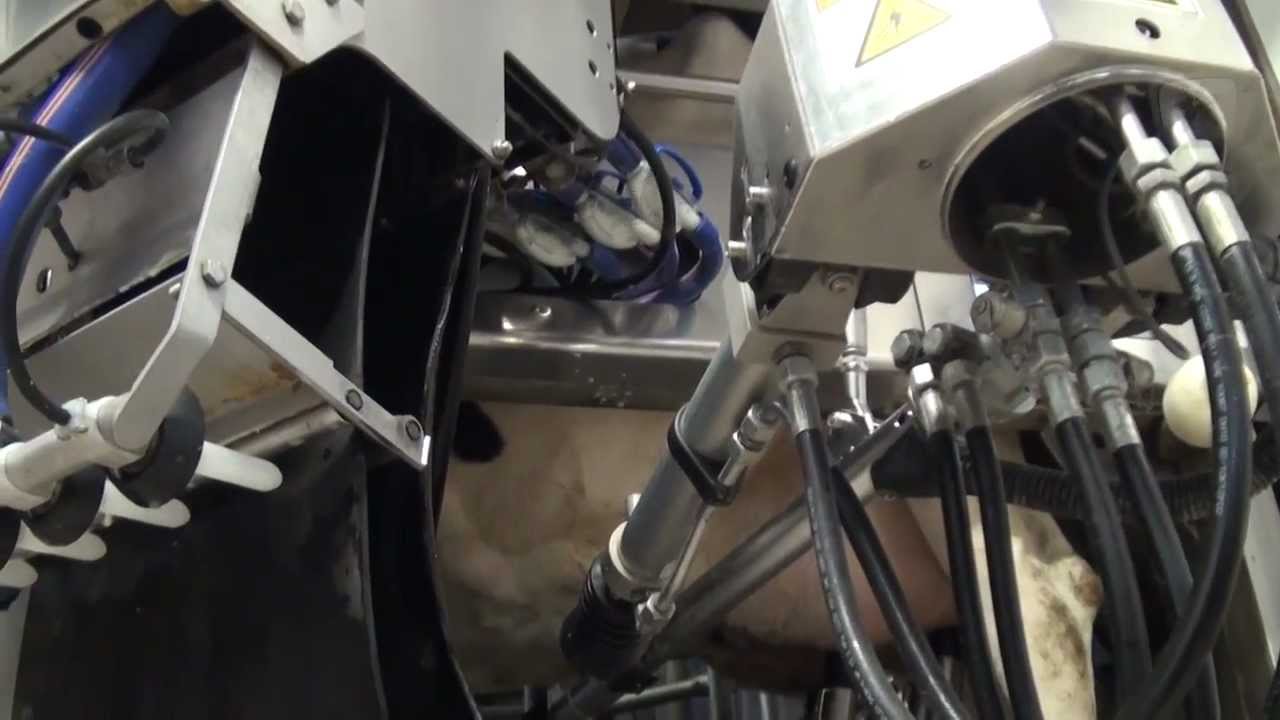 Robot de traite du GAEC de la Tour