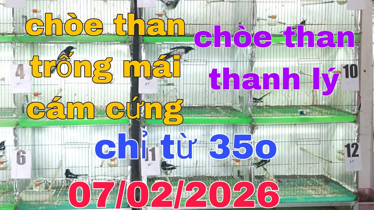 Chòe than trống mái cám cứng _ chòe than thanh lý....