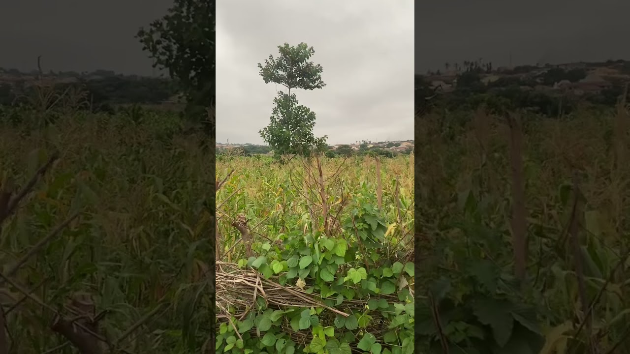 #manabouttown  #consequencesofclimaticchanges #oreoluwakulehinadekunle  #phatentertainmentmagazine