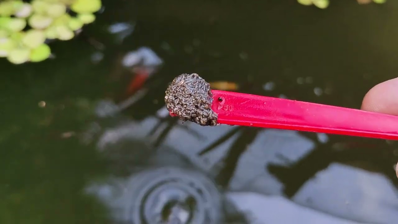 Memberi makan ikan pedang dan ikan guppy, fish hunter, berburu ikan hias #berburuikan