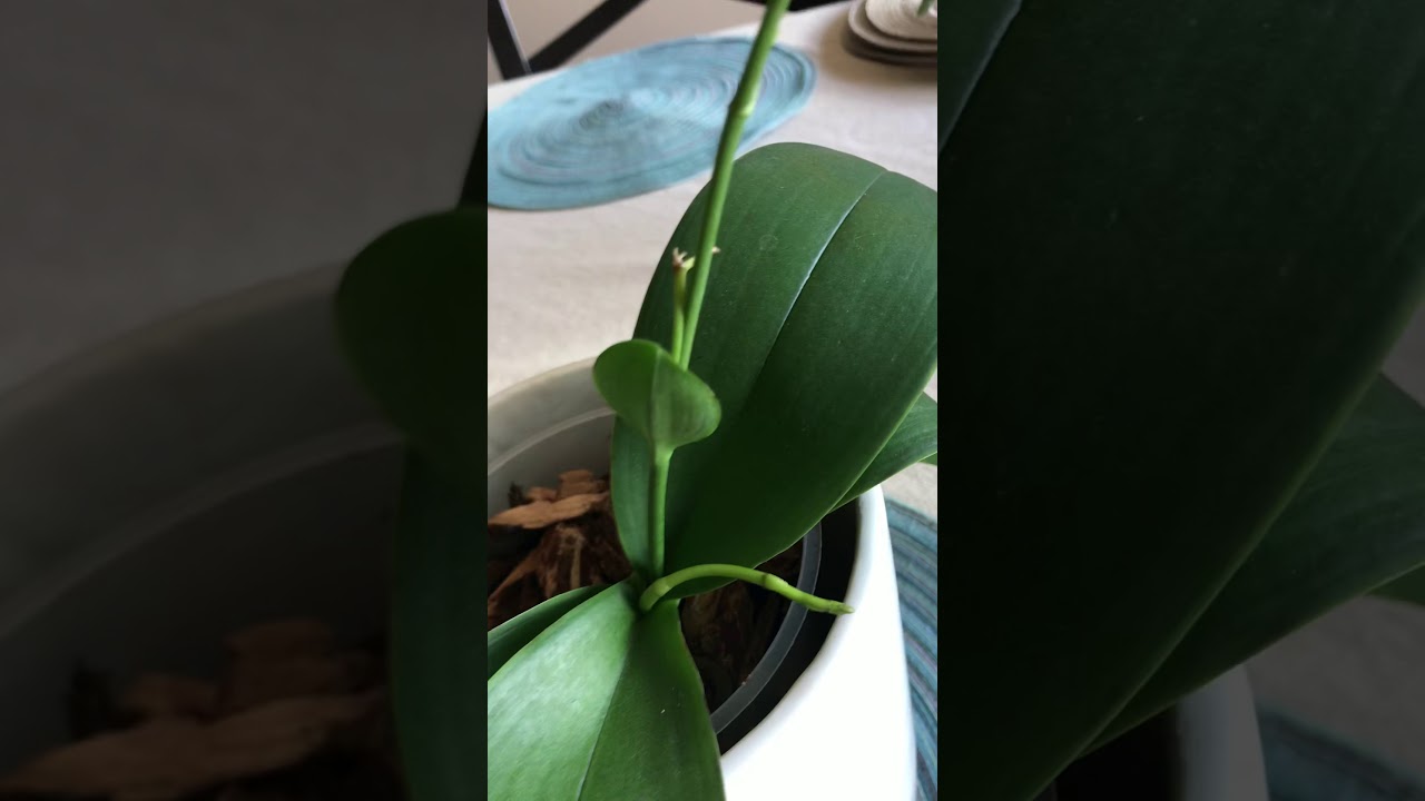 ✅Phalaenopsis con vara en el centro de la corona🌱👀🤯