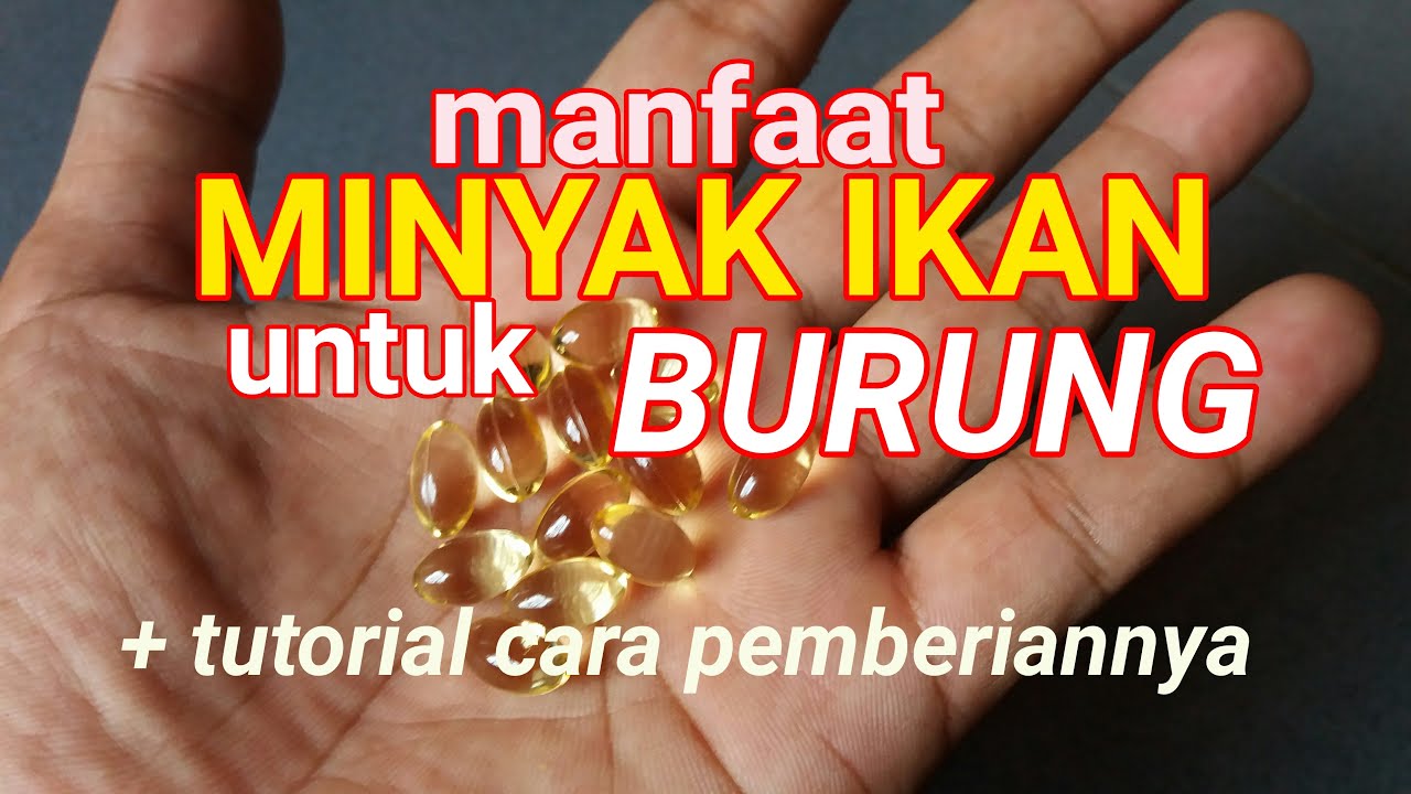 Manfaat MINYAK IKAN untuk burung dan cara pemberiannya