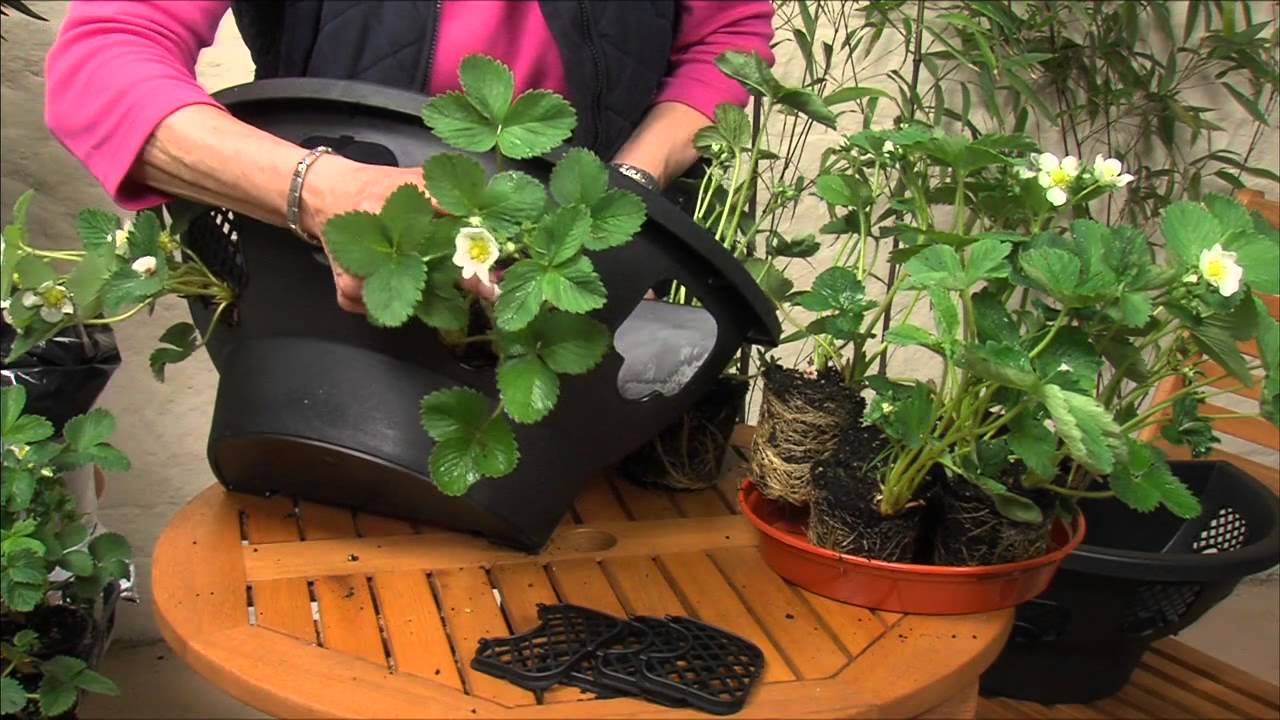130009 EasyFill Wall Planter & Strawberry Demo