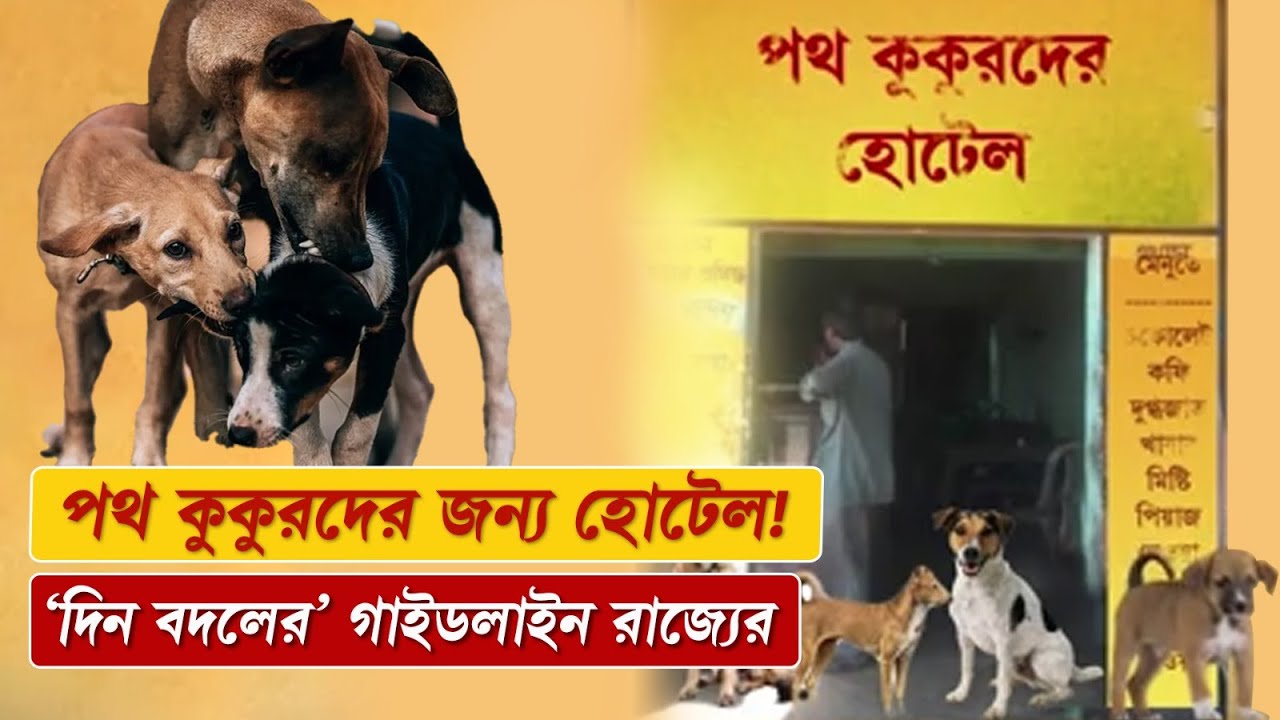 Calcutta High Court : পথ কুকুরদের জন্য হোটেল! 'দিন বদলের' গাইডলাইন রাজ্যের | N18V