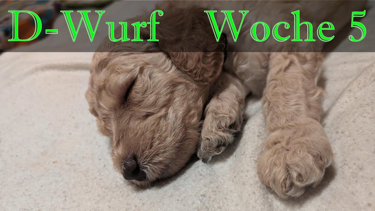Unser D Wurf - Woche5