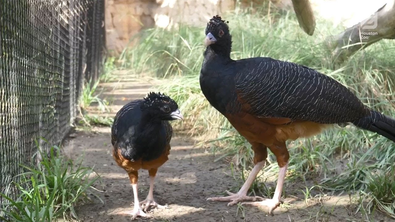 Houston Zoo Has Two New Blue-billed Curassow Chicks