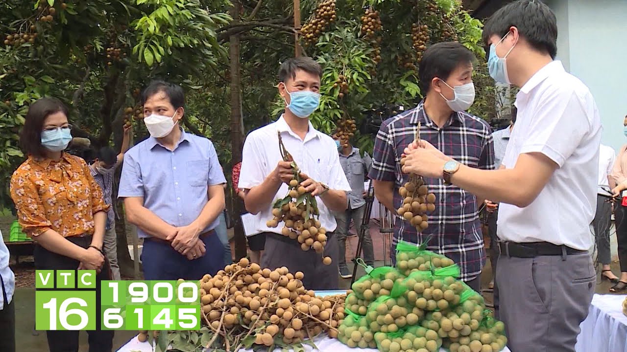 Tìm kiếm đầu ra cho nhãn chín muộn Hà Nội | VTC16
