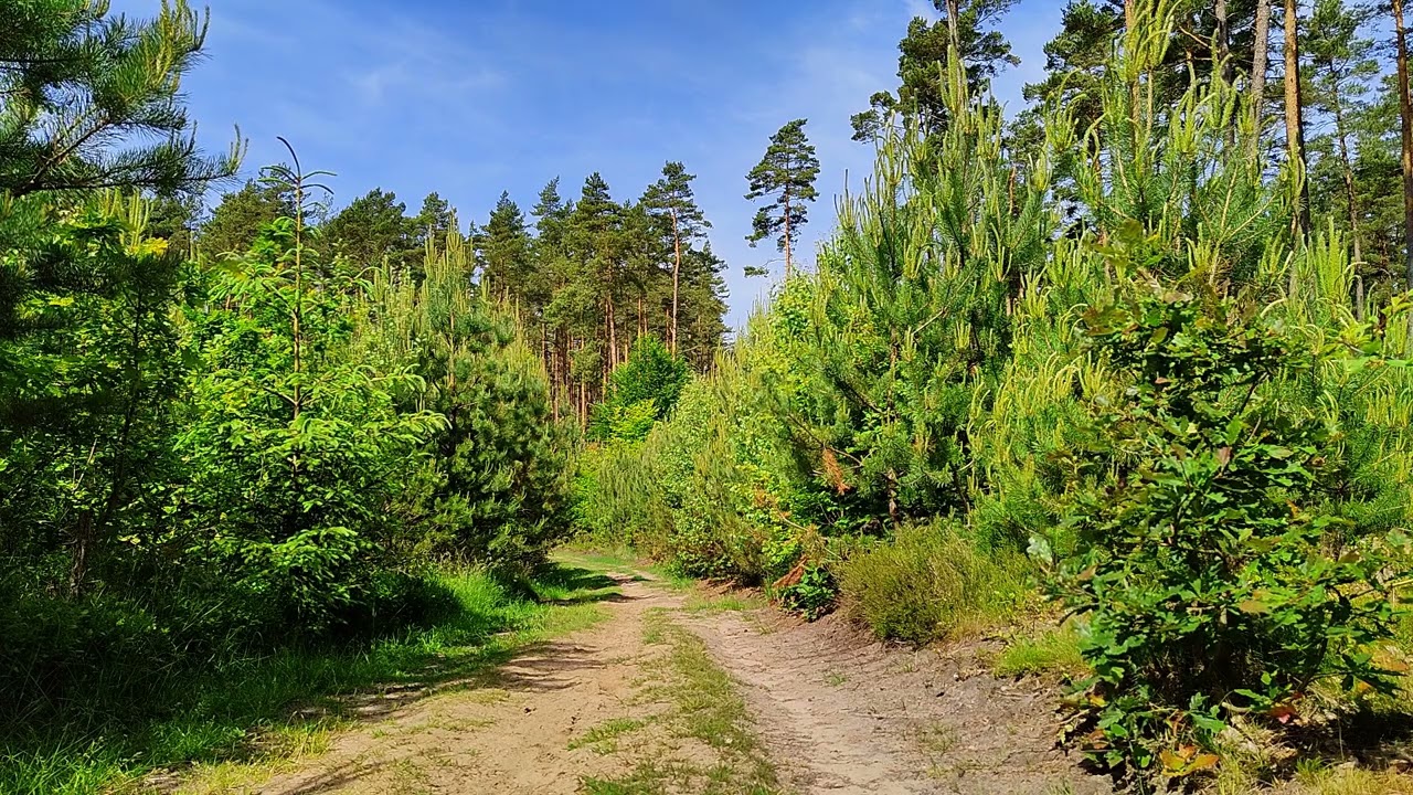 Naturalny szum lasu - śpiew ptak&oacute;w, las, przyroda, relaks, nauka, sen - odgłosy natury na sen
