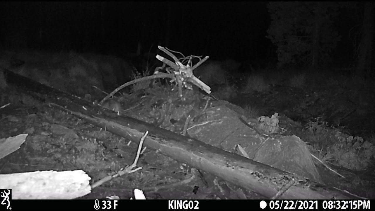 Adult Mountain Lion, 22nd May 2021, San Jacinto mountains.