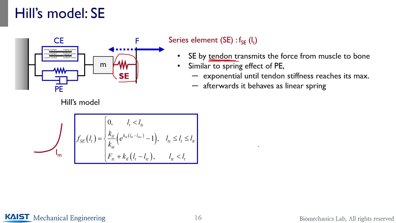 ME585 3.1.3 Muscle force model