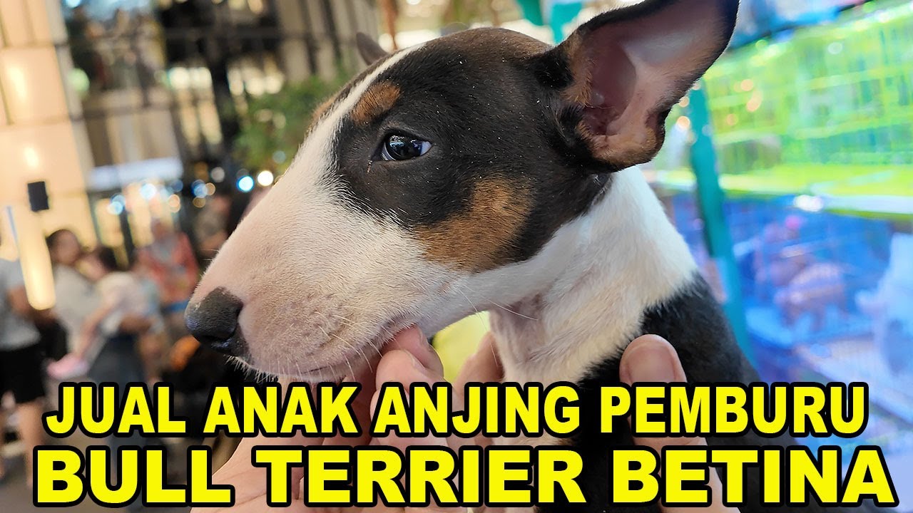 Jual Anak Anjing Pemburu Bull Terrier Betina Harga Rp.15 Juta