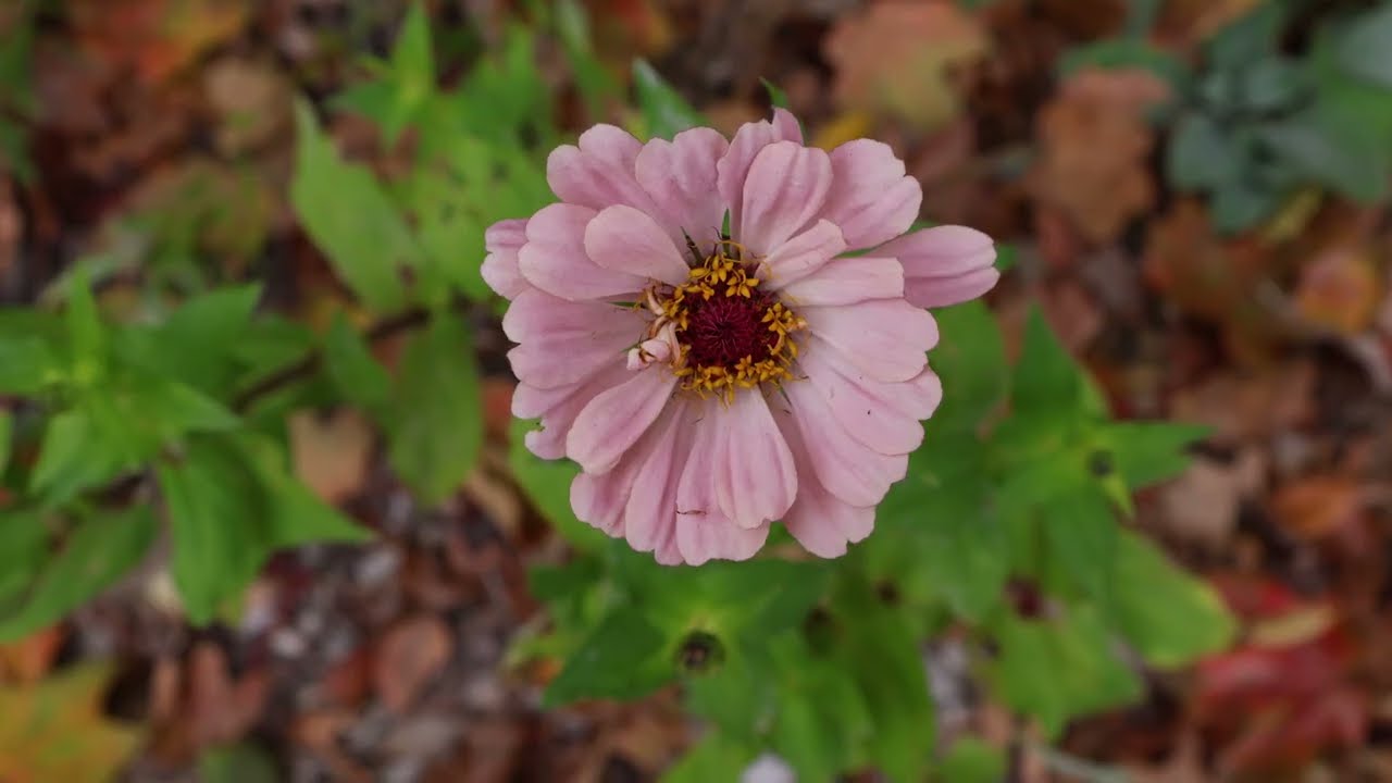In The Garden