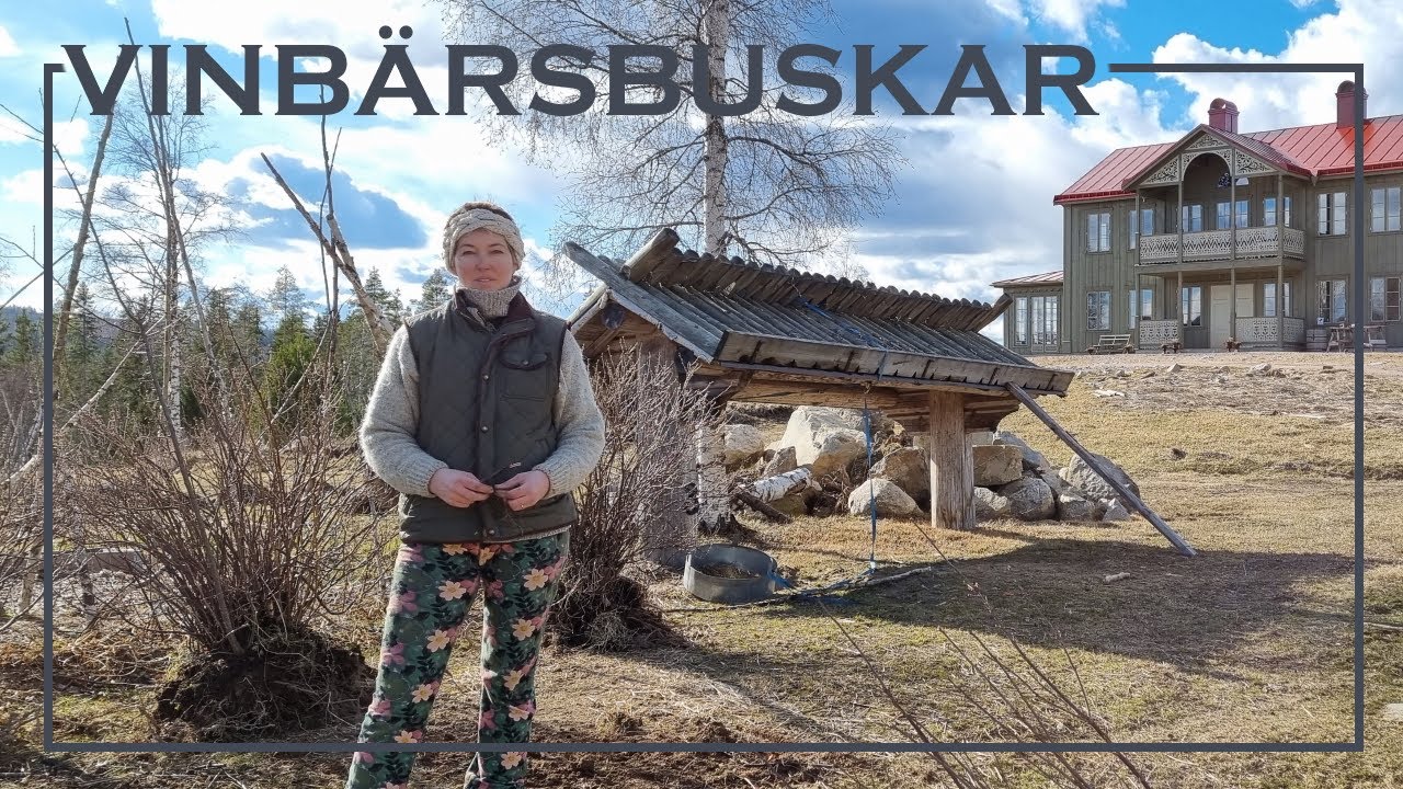 Flytta gamla vinb&auml;rsbuskar