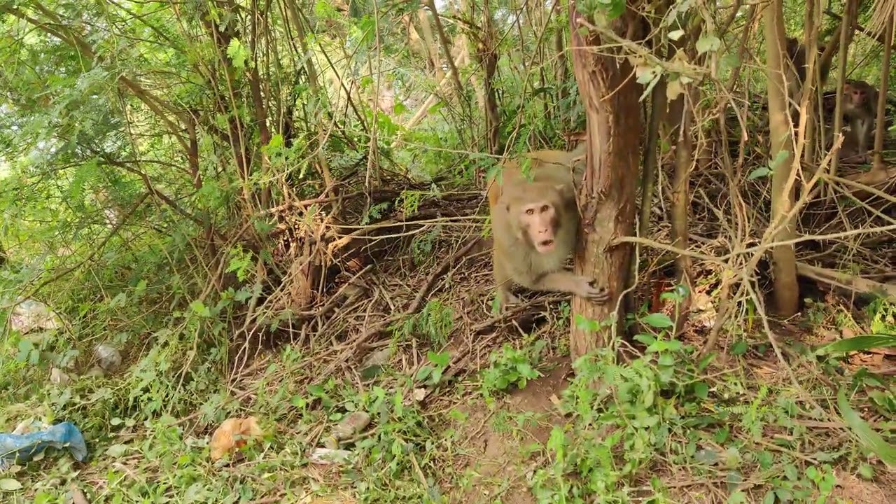 monkey catching. ph 8008689875