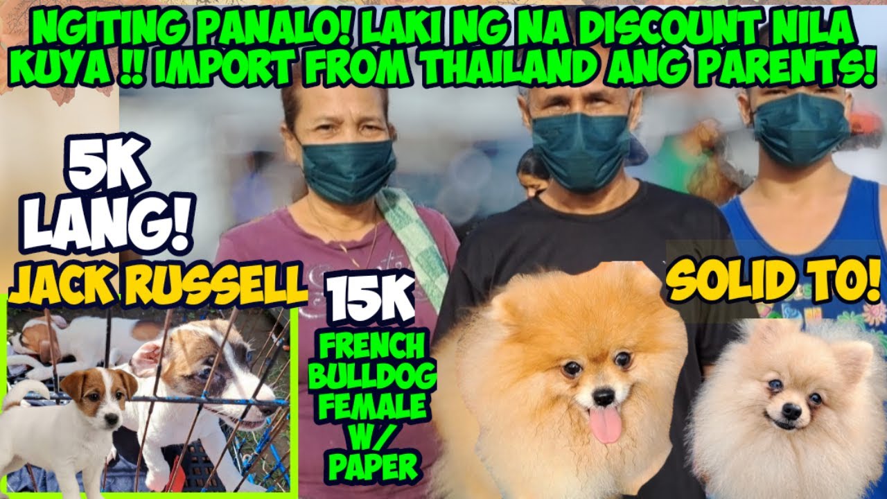 BOCAUE 2: SOLID YUNG POM! ANG MURA NG FRENCHIE SAMA MO NA SI JACK RUSSELL! DREAM PET MO BAKA ANDITO