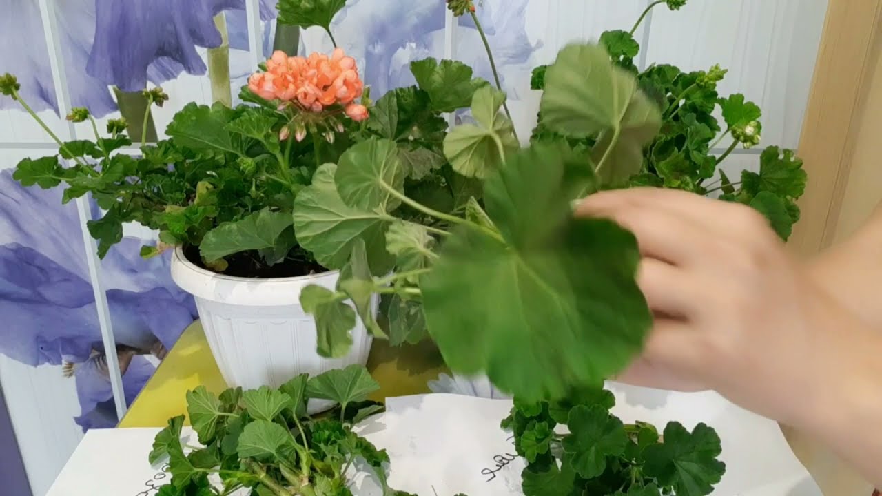 ПЕЛАРГОНИЯ ПЕРЕД ЗИМОВКОЙ.ОБРЕЗАЮ.УКОРЕНЯЮ.СОХРАНЯЮ.